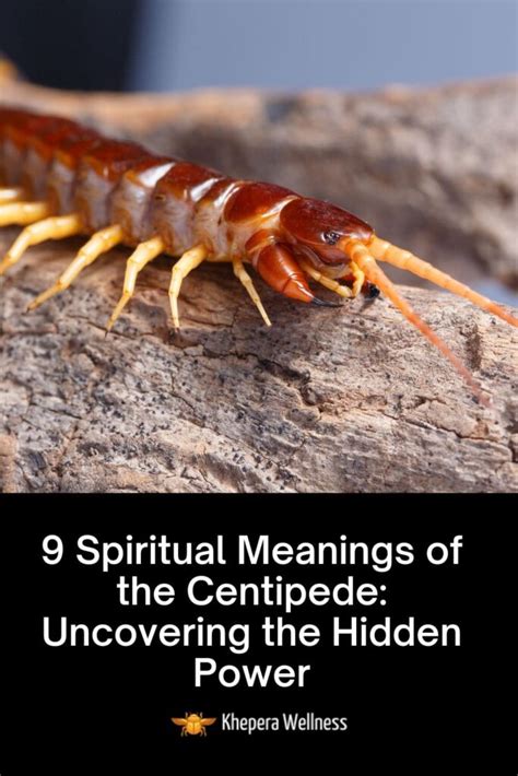 spiritual meaning of centipede|9 Spiritual Meanings of the Centipede: Uncovering Hidden Power.